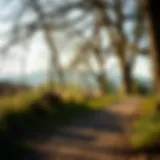 Scenic walking path in nature