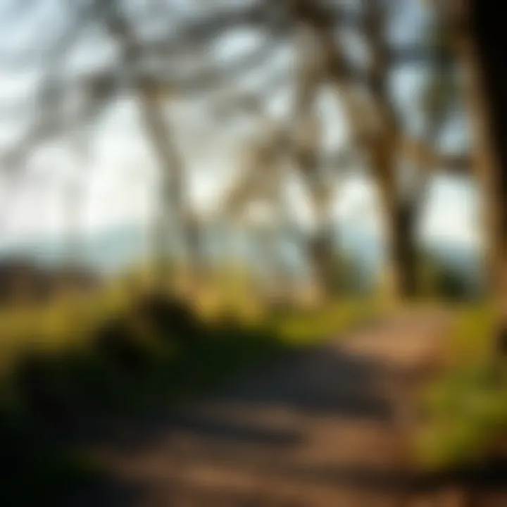 Scenic walking path in nature