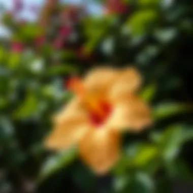 Hibiscus plant with lush green leaves in a garden