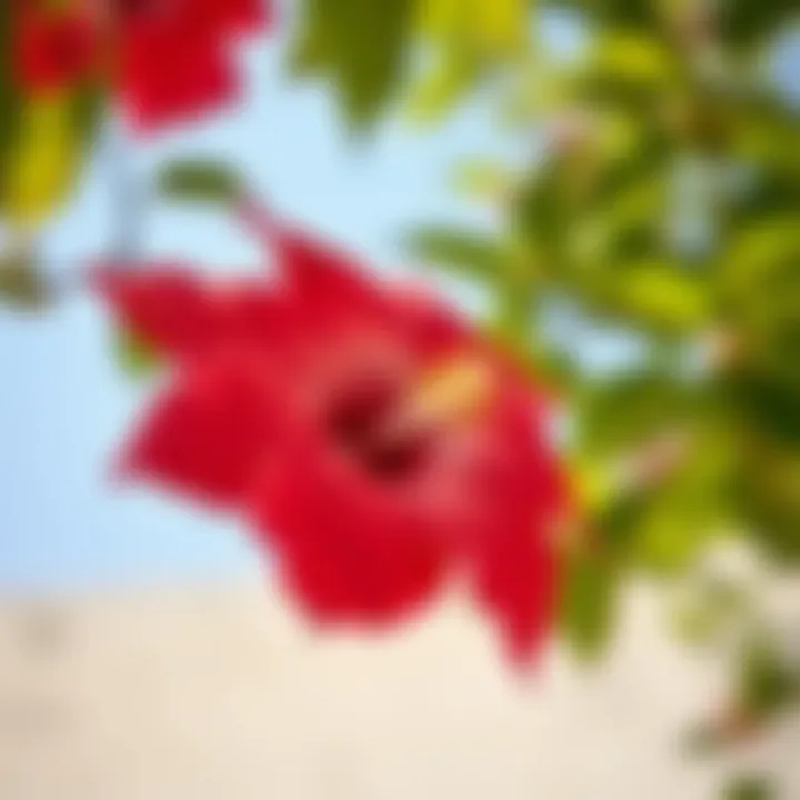 Vibrant hibiscus flowers in natural surroundings