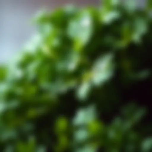 Fresh parsley leaves with droplets of water