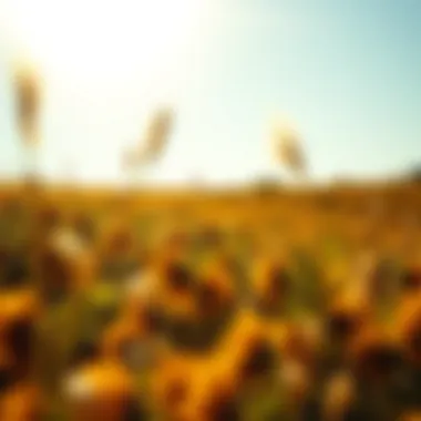 A sunny landscape symbolizing the importance of sunlight for vitamin D