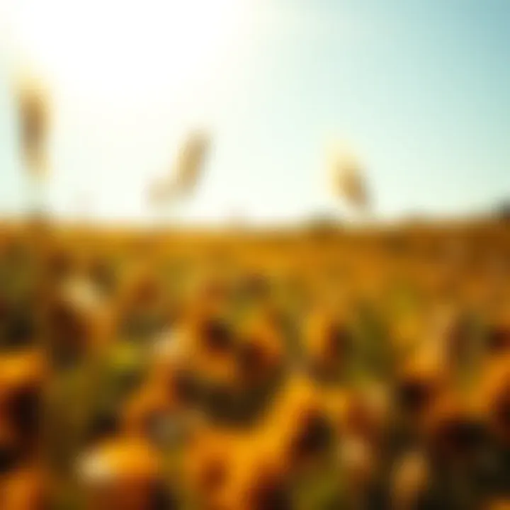 A sunny landscape symbolizing the importance of sunlight for vitamin D